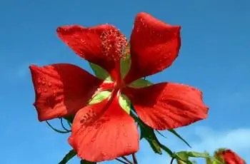 Ярко-красный алый цветок гибискуса розмеллоу (Hibiscus coccineus) установлен на фоне голубого неба.