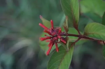 Крупный план цветения красного огненного куста (Hamelia patens).