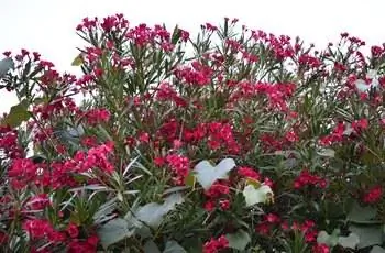 Растущий куст олеандра (Nerium oleander) с темно-красными цветками.