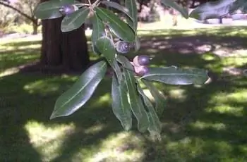 Крупный план листьев и желудей южного живого дуба (Quercus Virginiana).