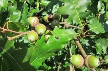 Крупный план листьев и желудей северного красного дуба (Quercus Rubra).