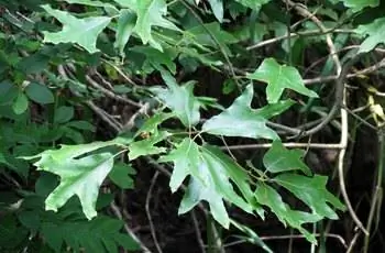 Крупный план листьев южного красного дуба (Quercus falcata).