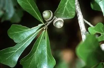 Крупный план листьев и желудей водяного дуба (Quercus nigra).