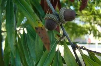 Крупный план листьев и желудей ивы дубовой (Quercus phellos).