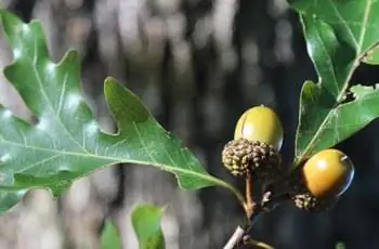 Крупный план листьев и желудей дуба белого (Quercus alba).