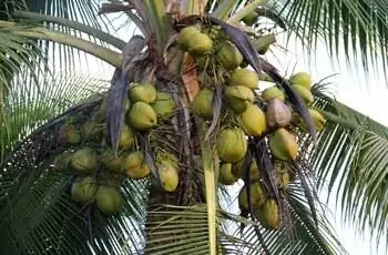 Кокосовая пальма (Cocos nucifera), усыпанная кокосовыми плодами.