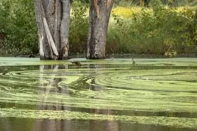 Насекомые, питающиеся водорослями