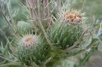 Крупный план чертополоха (Cirsium brevistylum).