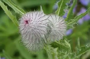 Бело-фиолетовый цветок чертополоха съедобного (Cirsium edule).