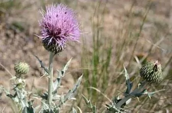 Ярко-розовый цветок чертополоха (Cirsium undulatum).