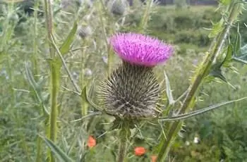 Ярко-розовый цветок чертополоха (Cirsium vulgare).