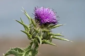 Красивый розовый цветок расторопши пятнистой (Silybum marianum).