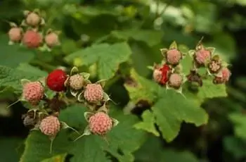 Красные и светло-розовые ягоды наперстянки (Rubus parviflorus), растущие на лозе.