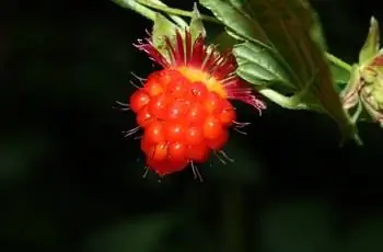 Яркая оранжево-красная лосось (Rubus spectabilis), растущая на лозе на темном фоне.