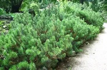 Ряд здоровой сосны горной (Pinus mugo).