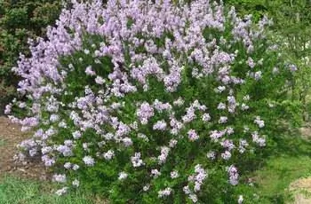 Крепкий куст сирени (Syringa pubescens subsp. microphylla) с белыми и лавандовыми цветками.