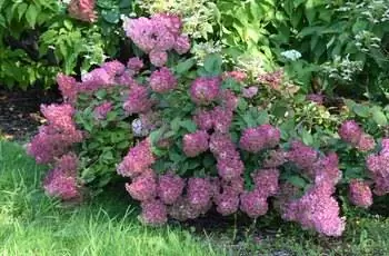 Розовые цветки сорта метельчатой гортензии (Hydrangea метельчатая 'Rensun').