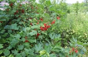 Куст красной смородины (Ribes Rubrum) усыпан соблазнительными плодами.