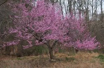 Красноцветковое дерево (Cercis canadensis) в полном цвету с розовыми цветами.