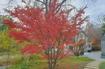 Японский клен (Acer palmatum) с великолепно красными листьями.