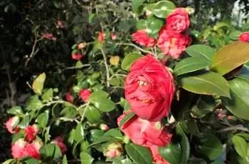 Ярко-красные цветки камелии Завтра (Camellia japonica 'Tomorrow').