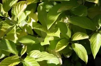 Крупный план здоровых листьев кизила Garden Glow (Cornus hessei 'Garden Glow').