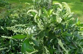 Куст сладкого перца колибри (Clethra alnifolia 'Hummingbird'), полный вьющихся цветов.