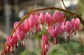 Замысловатые висячие цветы кровоточащего сердца (Lamprocapnos spectabilis syn. Dicentra spectabilis) розового цвета с оттенками красного и белого.