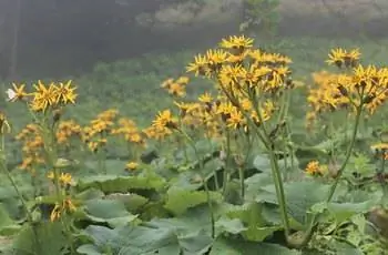 Цветы желтого леопарда (Ligularia dentata) растут из поля.