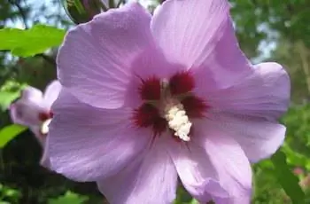 Светло-розовая роза Шарона (Hibiscus syriacus) с темно-красным центром.