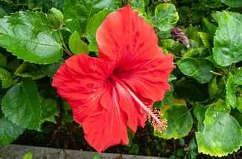 Великолепно красный цветок китайского гибискуса (Hibiscus rosa-sinensis) в полном цвету.