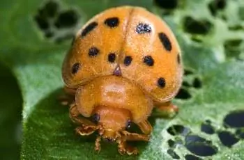 Крупный план оранжевого мексиканского бобового жука (Epilachna varivestis) с черными пятнами на листе.