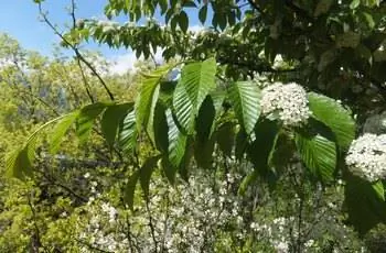 Ветка дикой вишни (Prunus serotina) с блестящими зелеными листьями, испещренными солнцем.