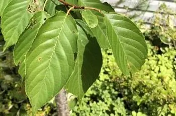 Крупный план зеленых листьев вишни Канзан (Prunus serrulata «Kanzan»).