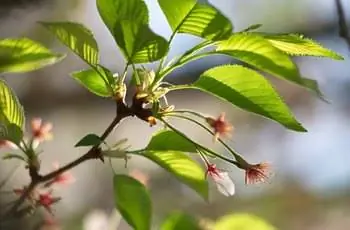 Крупный план листьев и бутонов вишневого дерева Ёсино (Prunus x yedoensis).