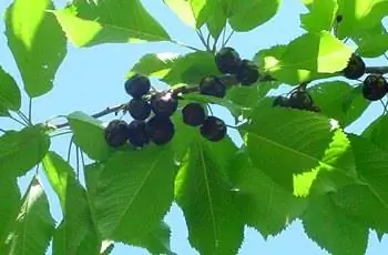 Ветка вишневого дерева Бинг (Prunus avium 'Bing'), вид снизу.