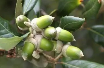 Крупный план зеленых желудей дуба падуба (Quercus ilex), все еще стоящего на ветке.