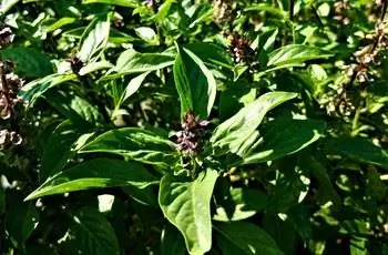 Большое количество растений священного базилика (Ocimum tenuiflorum) в солнечном свете.