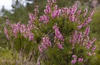 Вереск (Calluna vulgaris) с розовыми цветами.