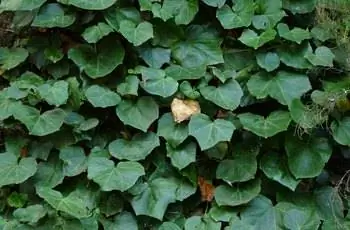 Стена алжирского плюща (Hedera canariensis).