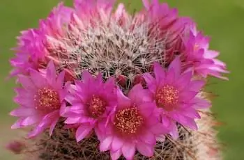 Великолепные розовые цветы кактуса розовая подушечка (Mammillaria zeilmanniana).