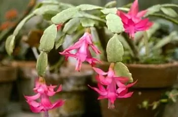 Розовые цветы настоящего рождественского кактуса (Schlumbergera × buckleyi) льются из горшка.