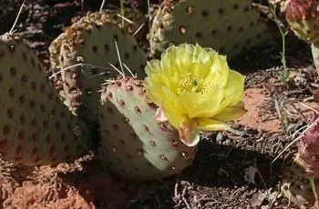 Золотистая опунция (Opuntia aurea syn. Opuntia erinacea var. aurea), растущая в национальном парке Зайон в штате Юта.