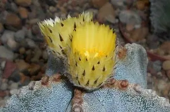 Желтые и черные цветки кактуса звезды епископской шляпы (Astrophytum myriostigma).