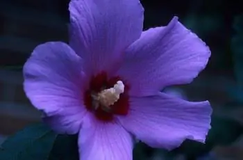 Великолепно-фиолетовый цветок Розы Саронской (Hibiscus syriacus) в полном расцвете.