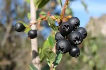 Крупным планом черника восточная (Gaylussacia brasiliensis).