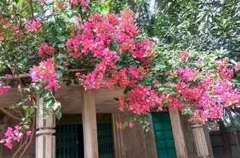 Бугенвиллия малая (Bougainvillea glabra), растущая вдоль крыши дома.