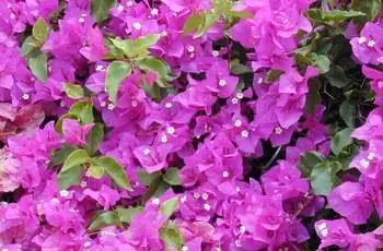 Стенка прицветников пурпурной большой бугенвиллии (Bougainvillea spectabilis).