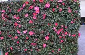 Растение камелия Сасанква (Camellia sasanqua) хорошей формы.