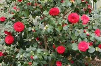 Цветут темно-красные цветы японской камелии (Camellia japonica).